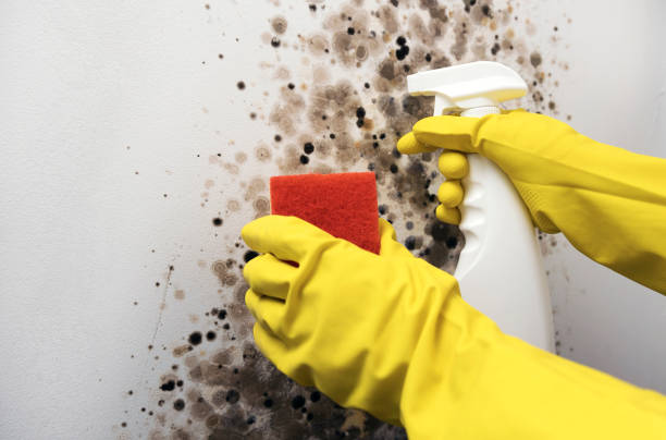 Certified Mold Removal in Bath, ME