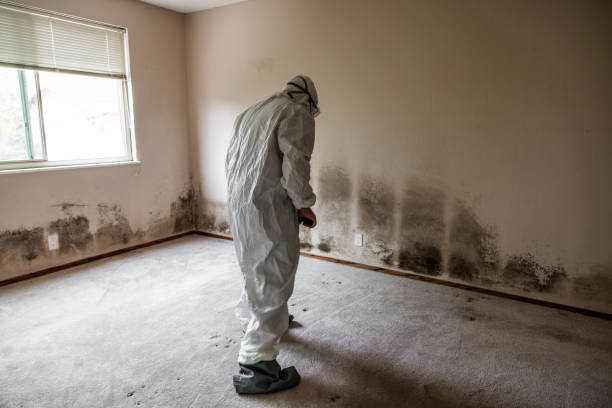 Best Office Mold Removal Services  in Bath, ME